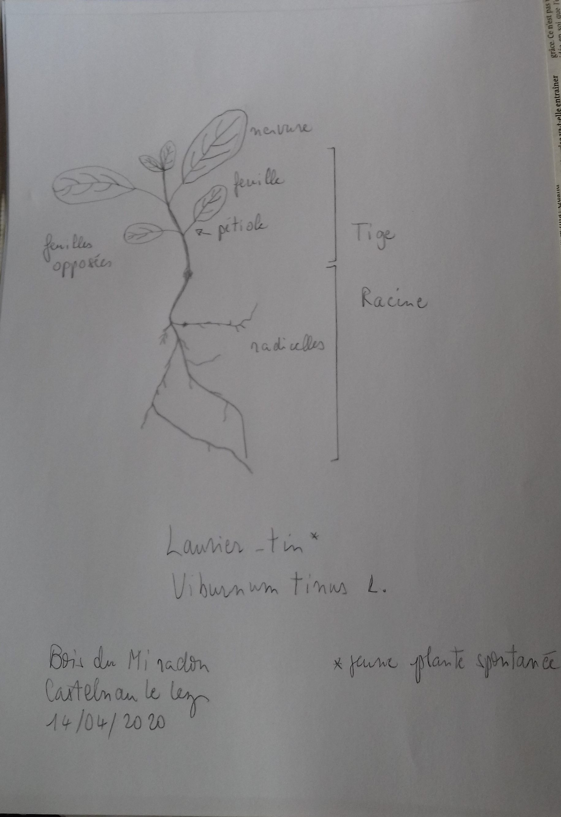 Annexe Viburnum tinus L..jpg