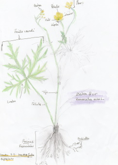 Annexe BOUTONDOR.jpg