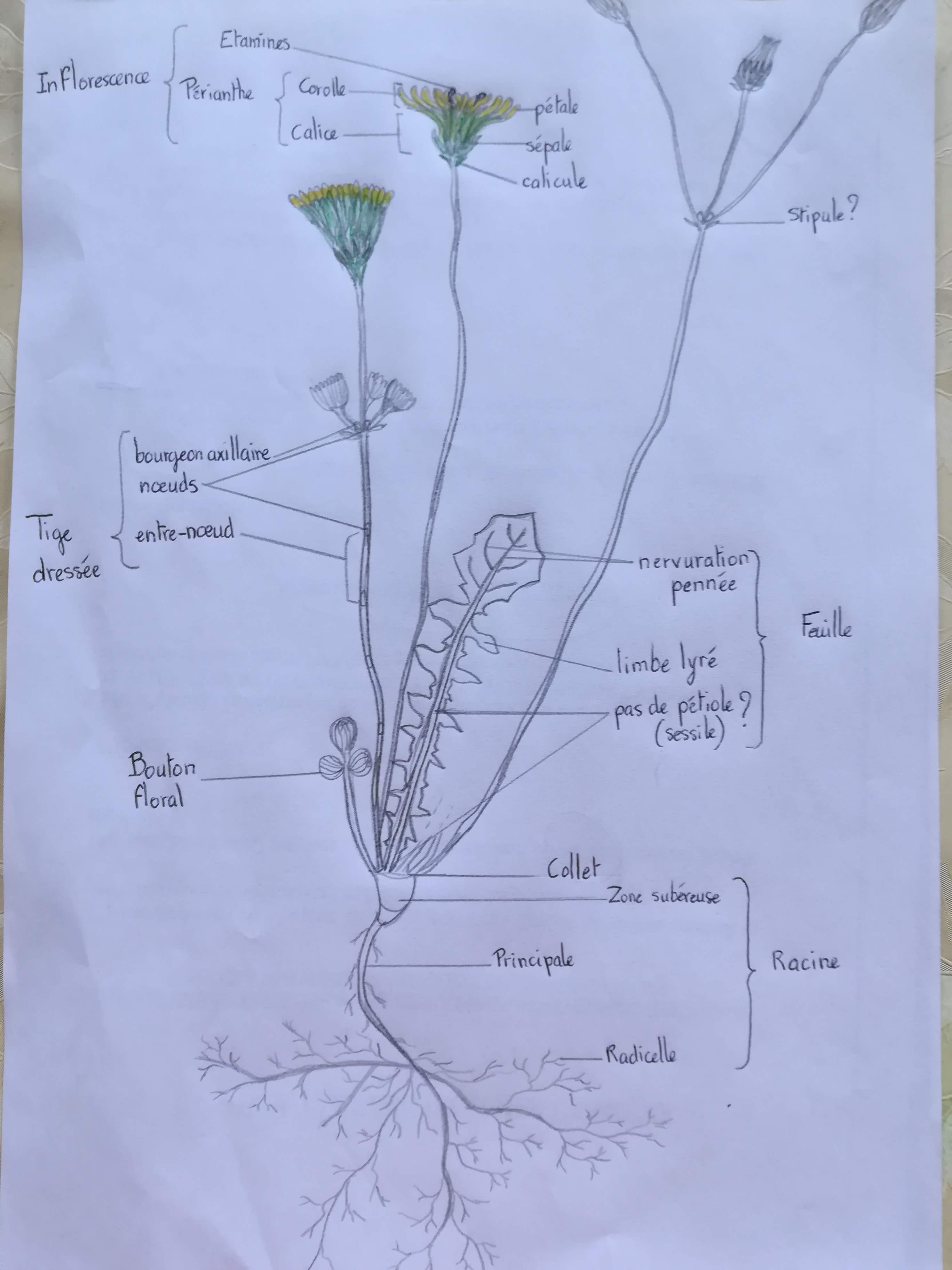 Annexe IMG_20200414_181102.jpg