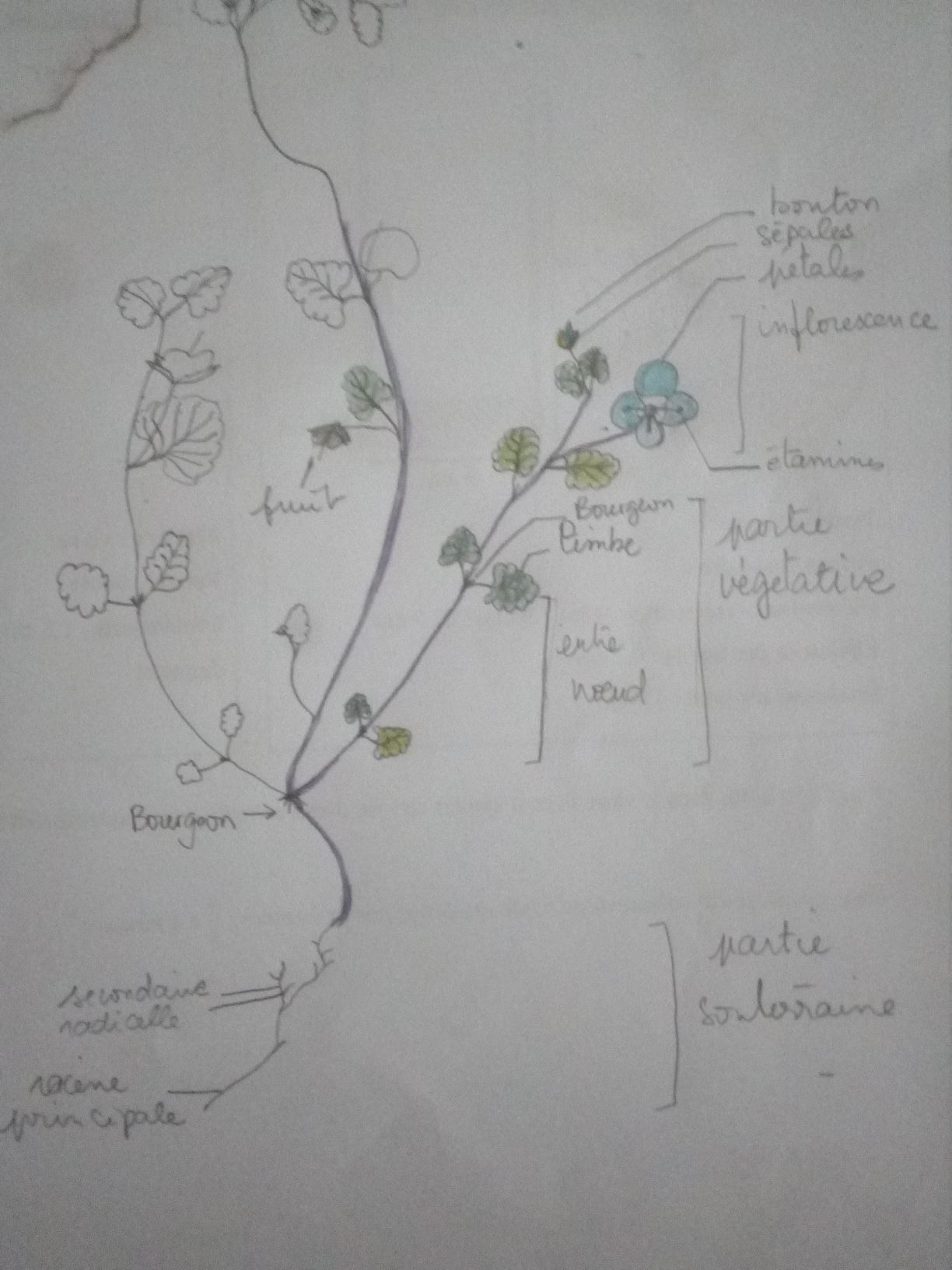 Annexe Véronique des jardins.jpg