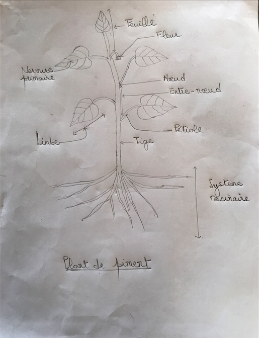 Annexe Capsicum annuum.png