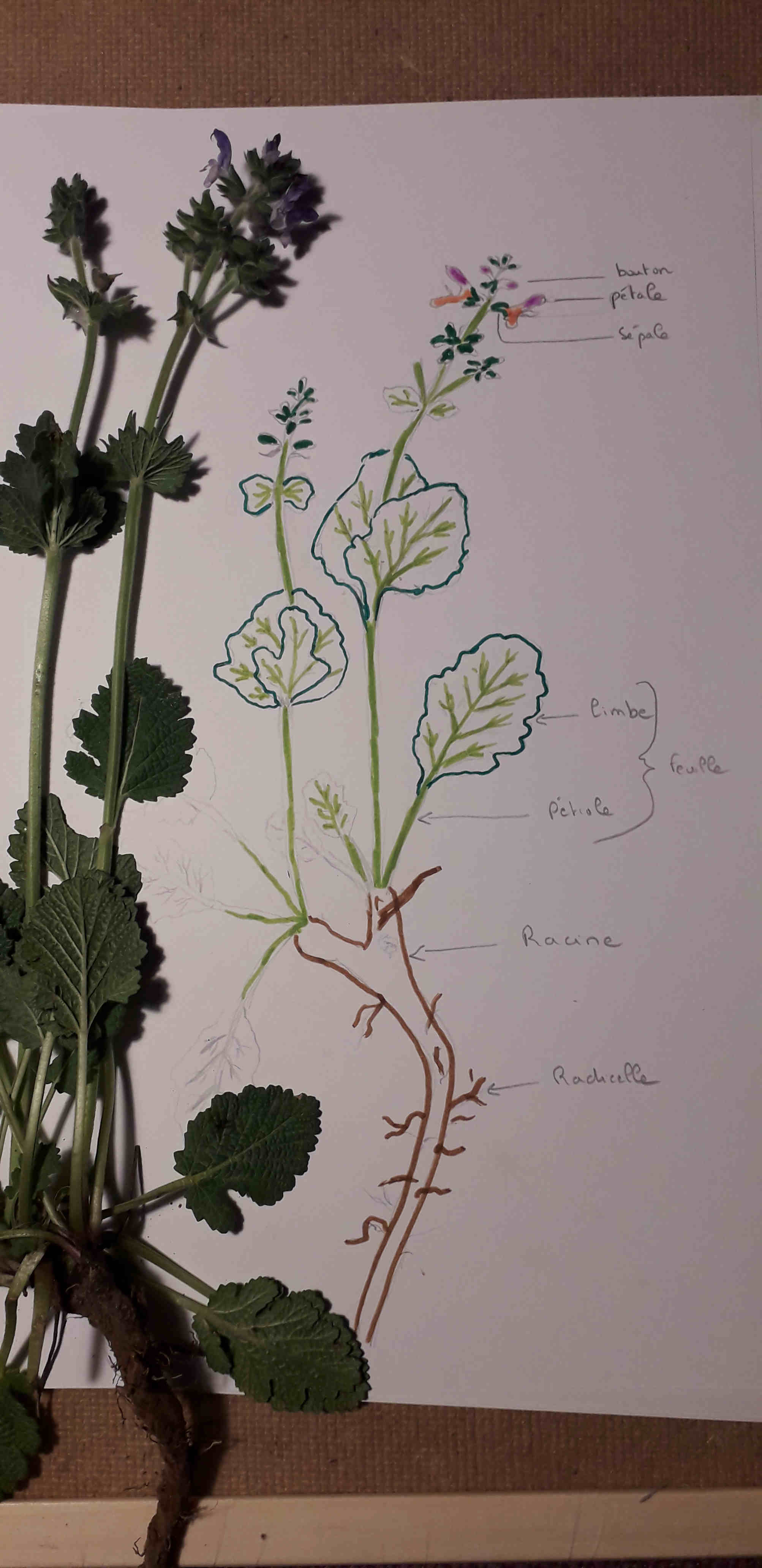 Annexe dessin plante.jpg