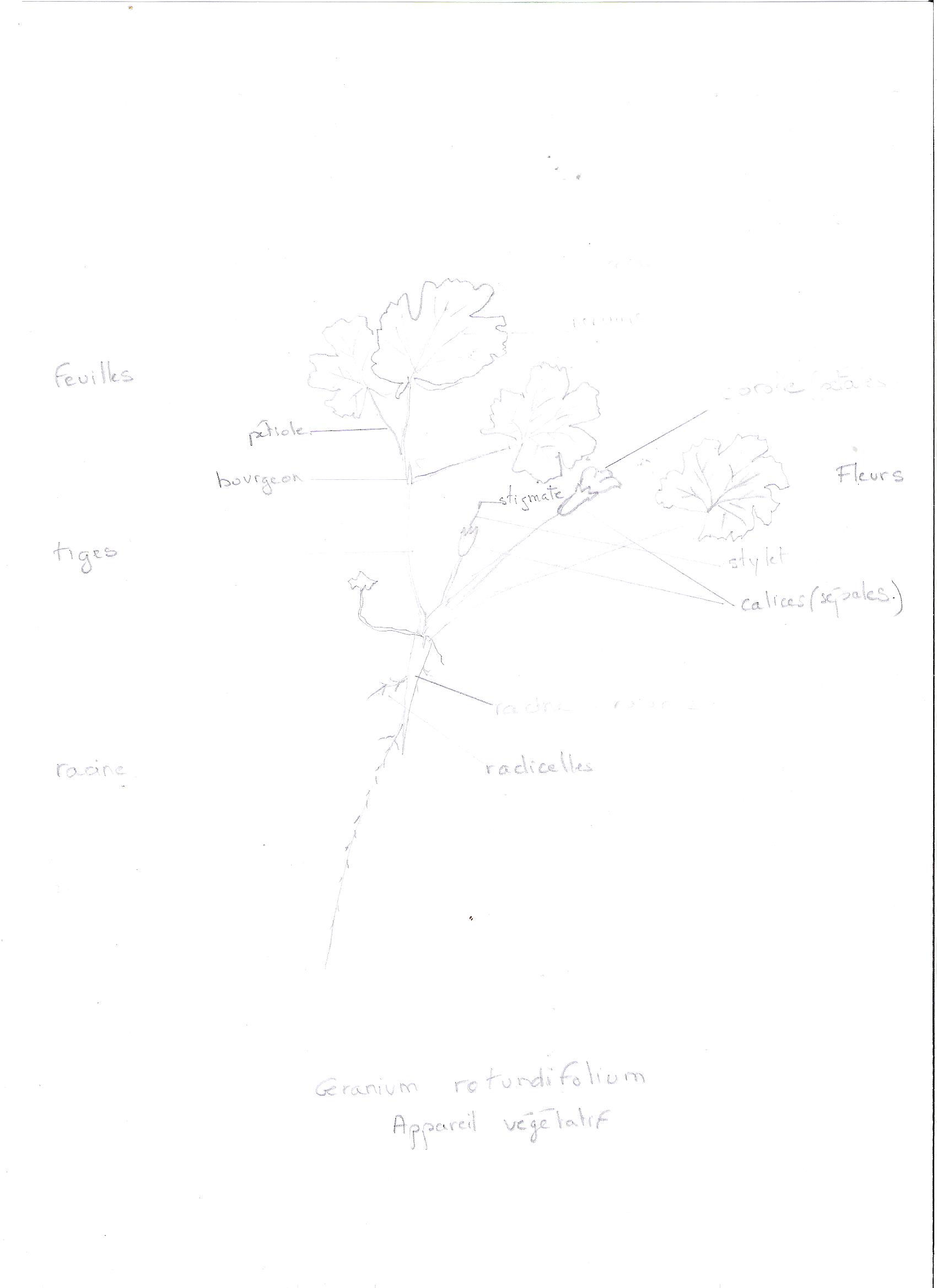 Annexe geranium rotundifolium.jpg