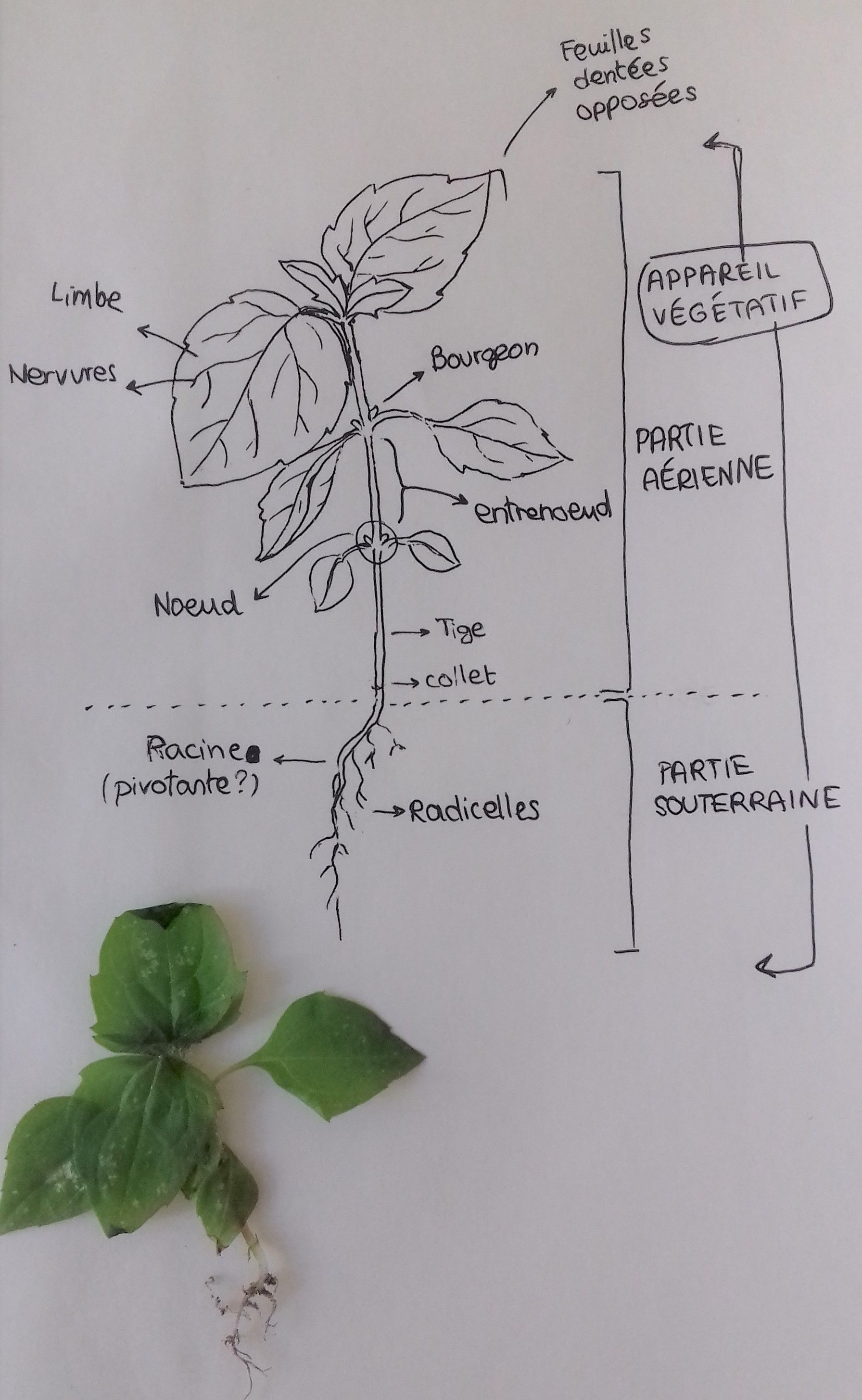 Annexe 15869621724251325105664.jpg