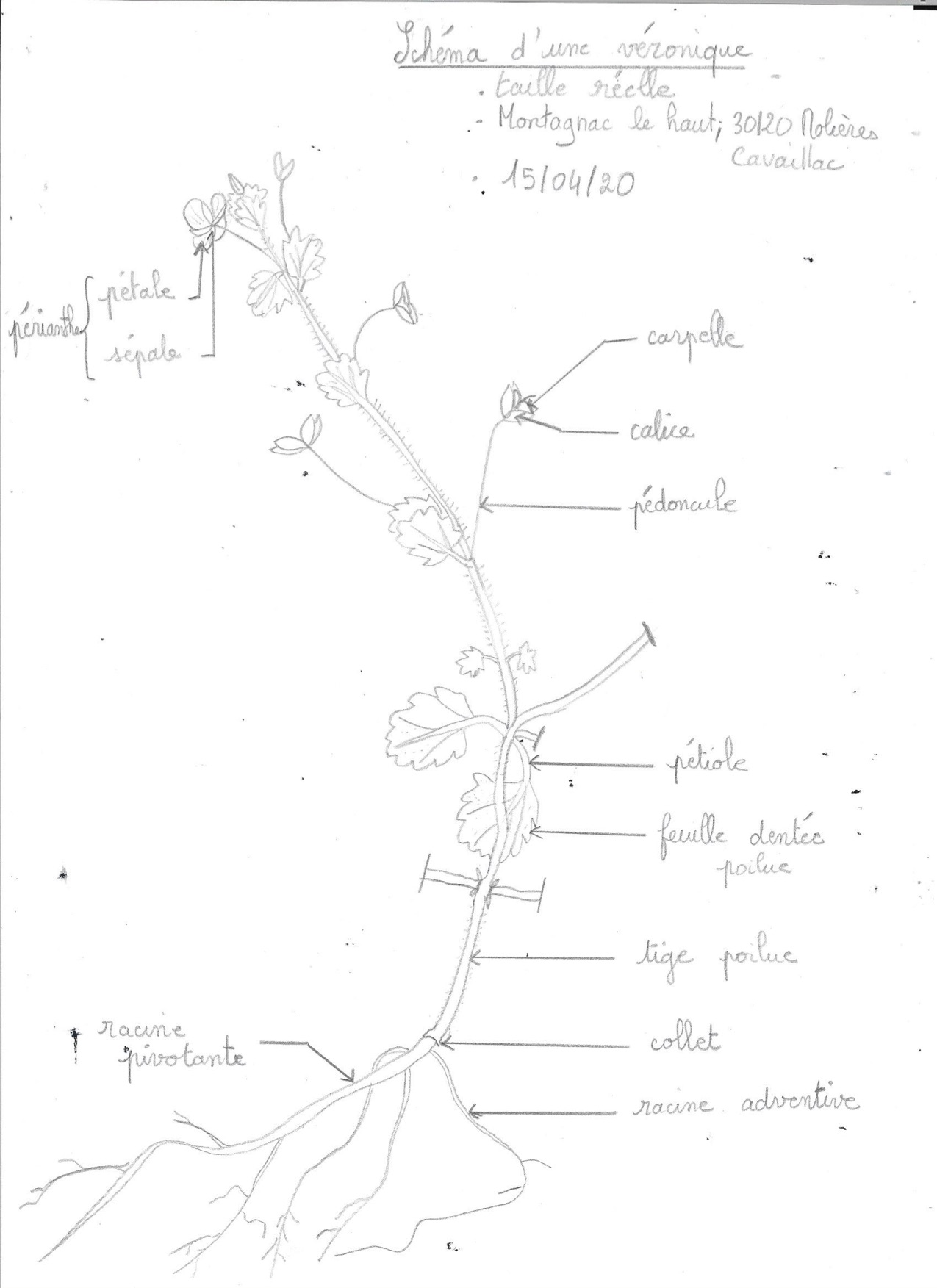Annexe shéma_veronique - copie.jpg