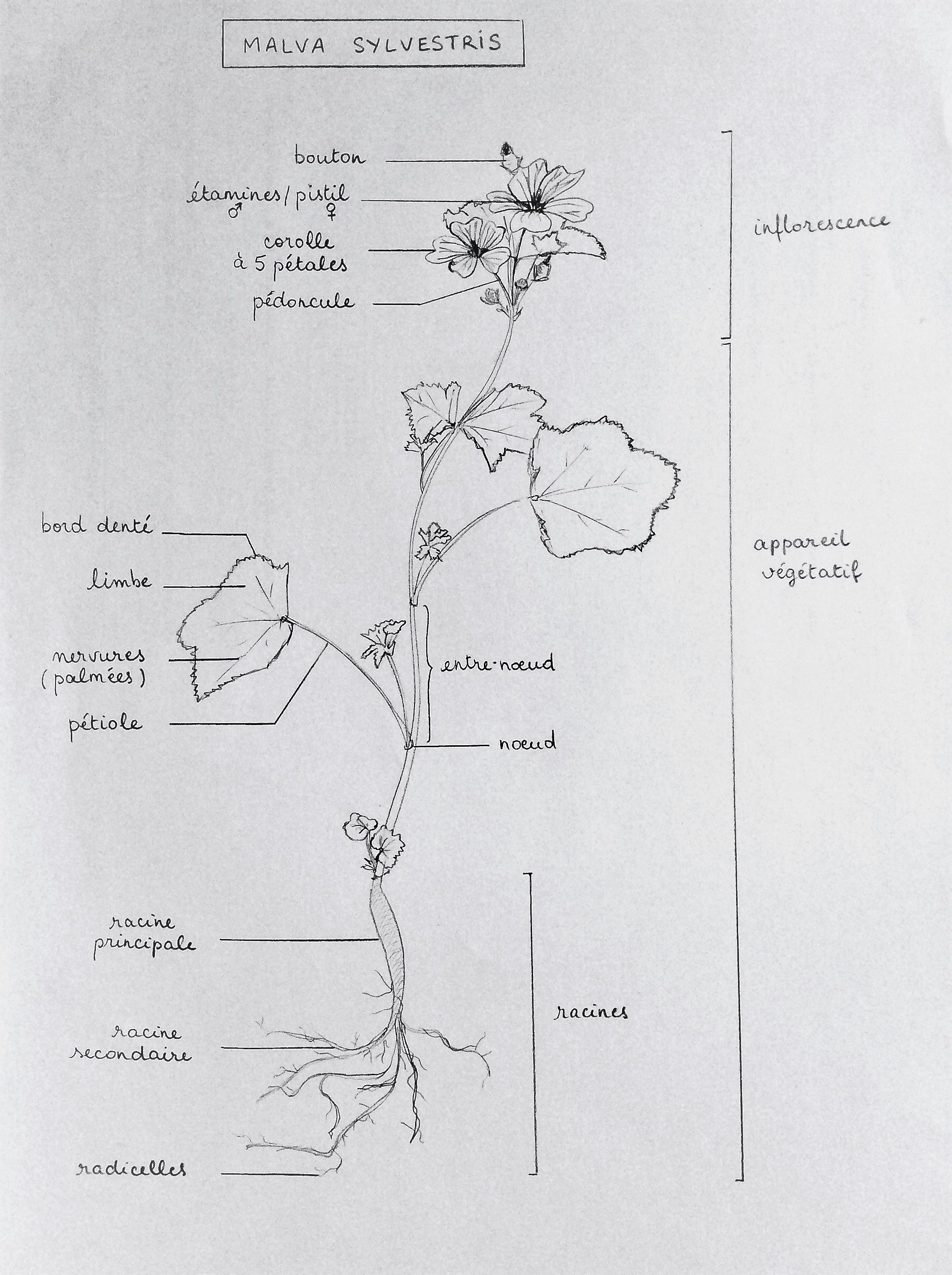 Annexe dessin - malva sylvestris.jpg