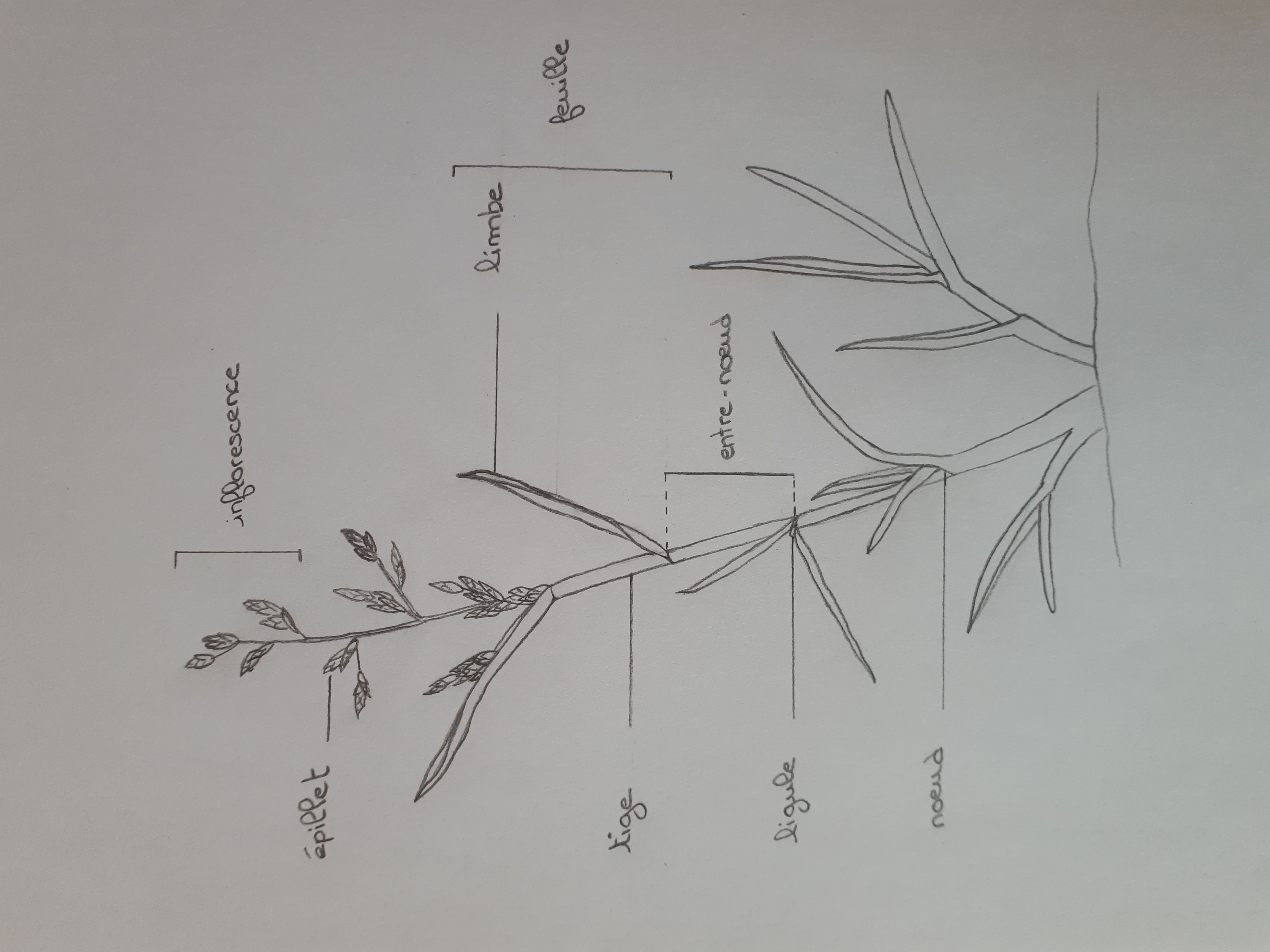 Annexe Dessin botanique.jpg