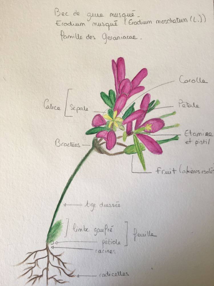 Annexe 92952627_531718847751685_4010002087130693632_n.jpg