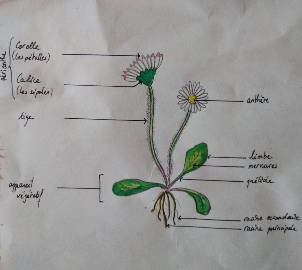 Annexe Paquerette.jpeg