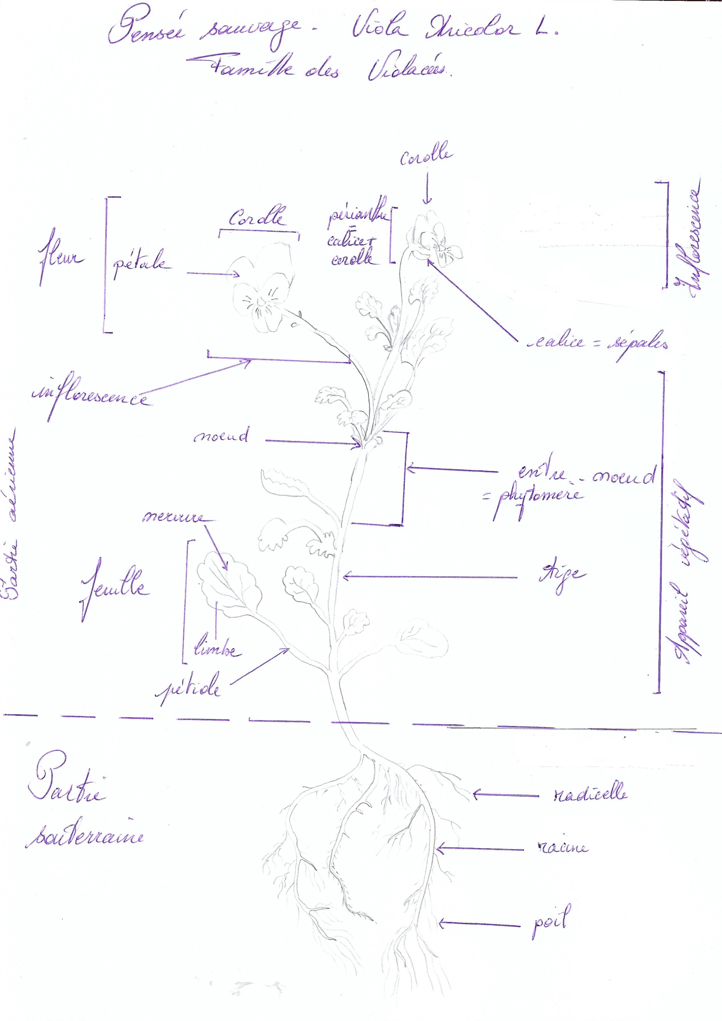 Annexe 2 Dessiner une plante - Pensée sauvage.jpg