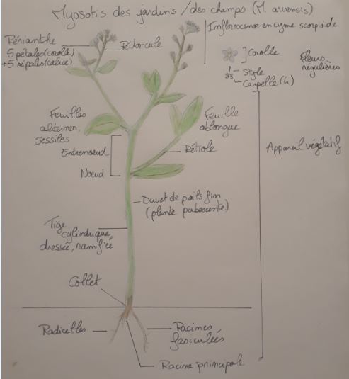 Annexe Myosotis 2.JPG