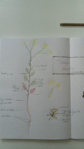 Annexe sinapis aventis - moutarde des champs 1~1.jpg