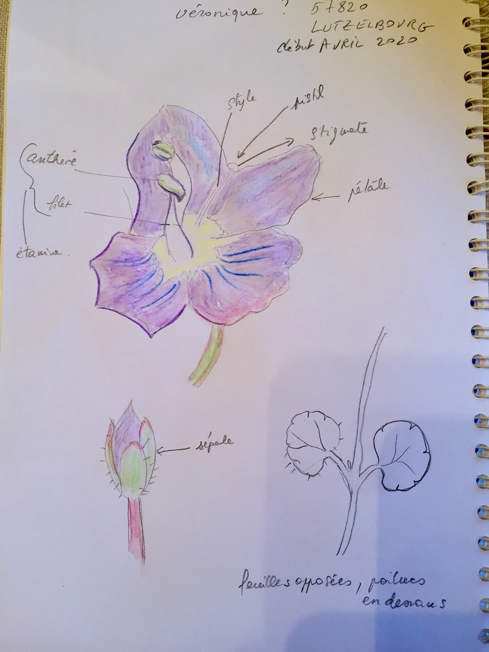 Annexe VERONIQUE.jpeg