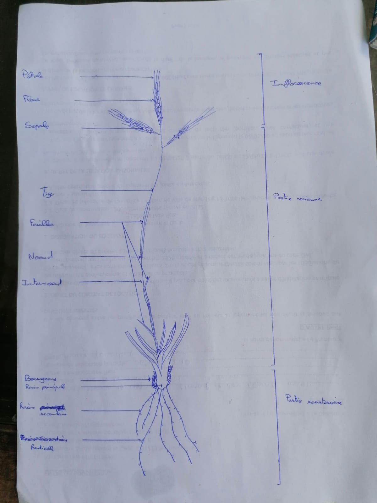 Annexe 2931BD11-4243-4DC7-BD5E-1E3724D6F9FA.jpeg