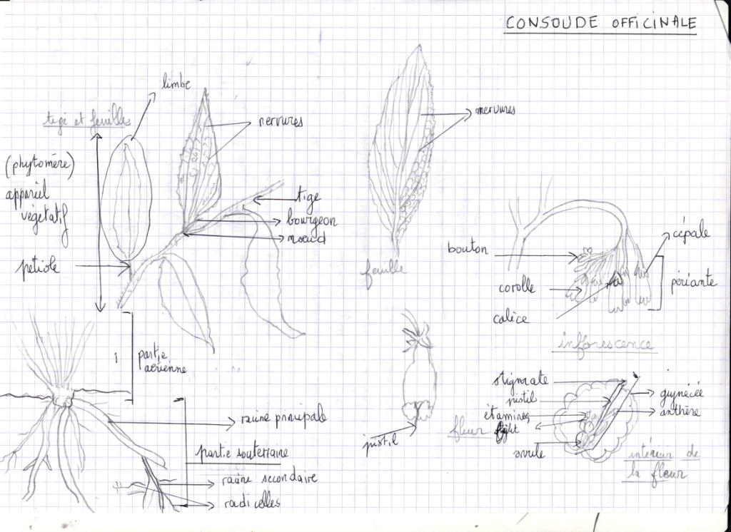 Annexe consoude officinale.jpg