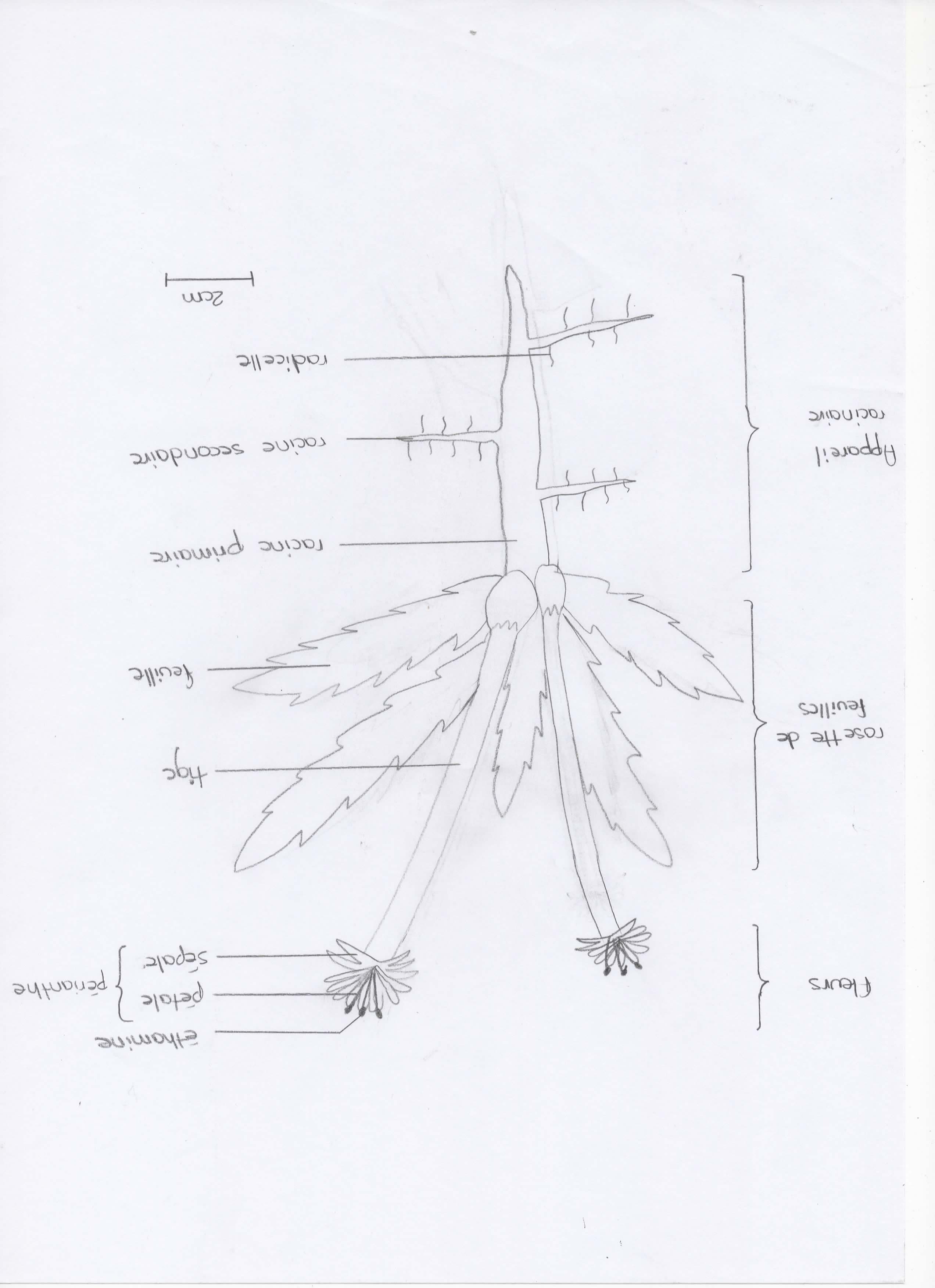 Annexe Dessin pissentil[2272].jpg