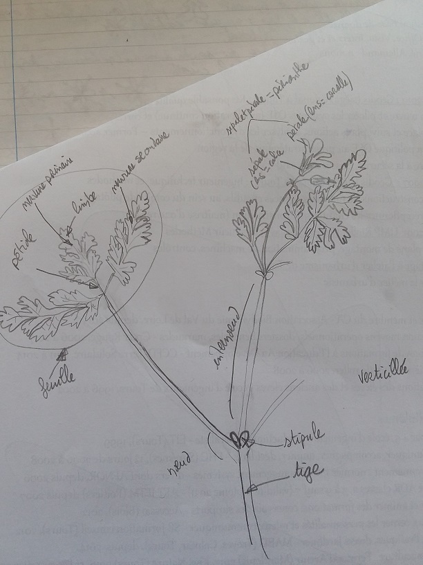 Annexe 20200416_160614 photo réduite.jpg