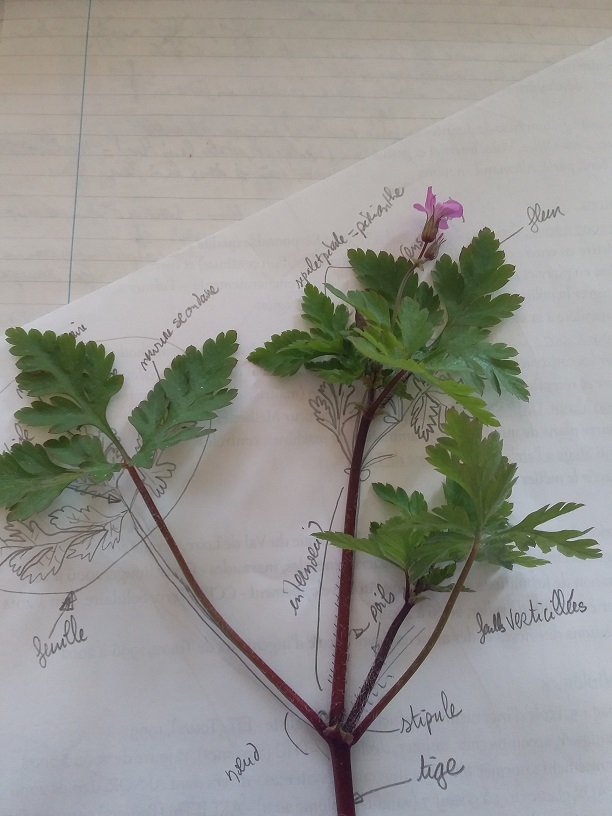 Annexe 20200416_161035 photo réduite.jpg