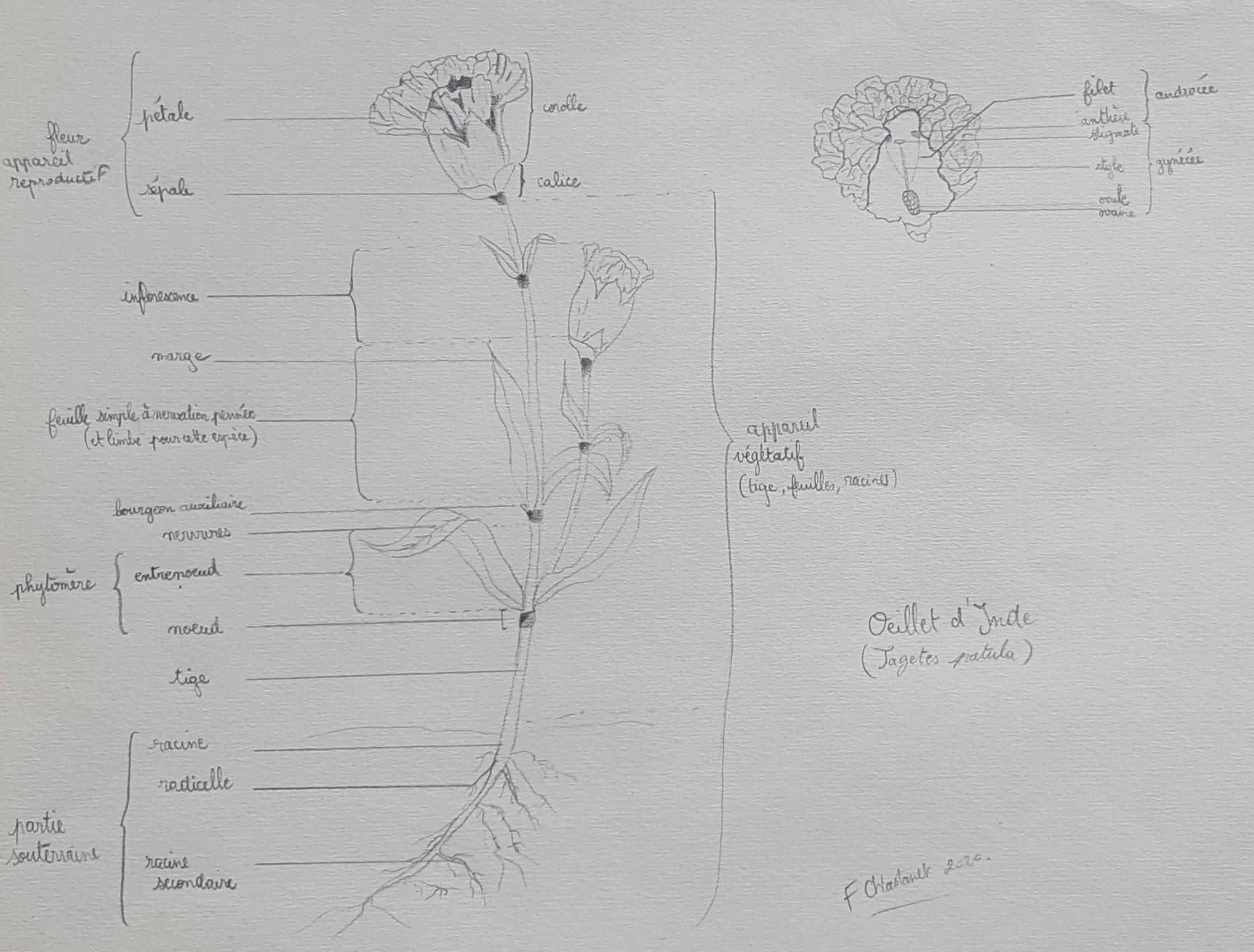 Annexe Activité  dessin oeillet.jpg