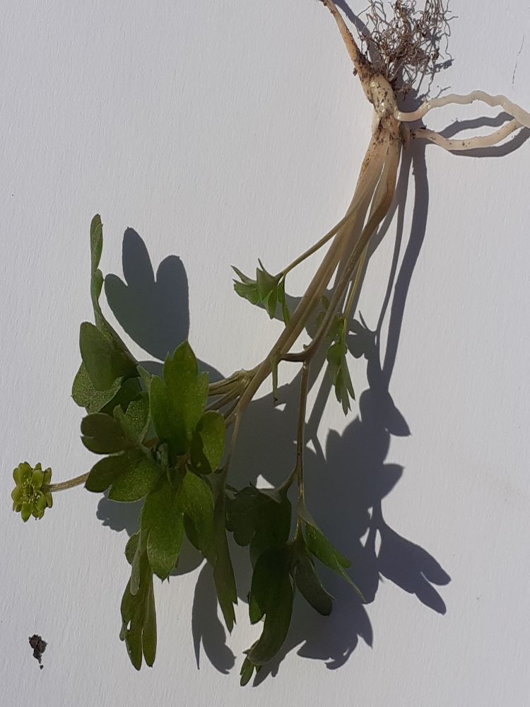 Annexe adoxe photo.jpg