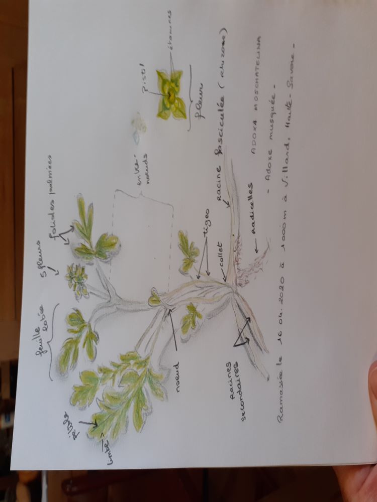 Annexe croquis adoxe musquée.jpg