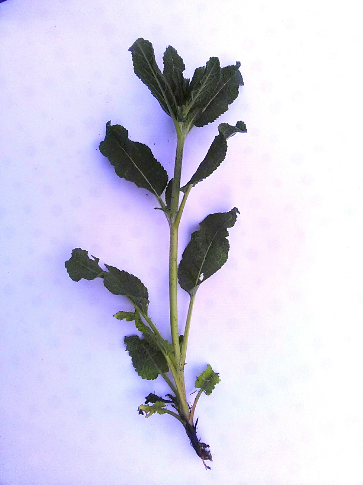 Annexe IMG_20200416_194439.jpg