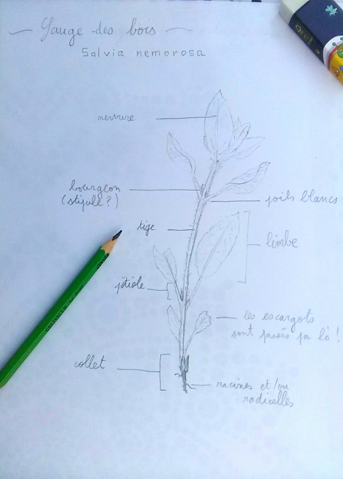 Annexe IMG_20200416_202400.jpg