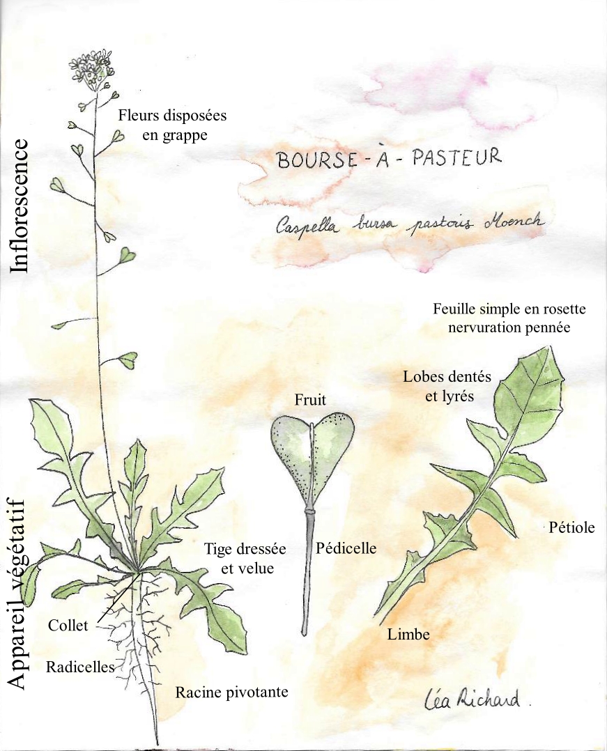 Annexe Bourse à Pasteur-Légendé.jpg