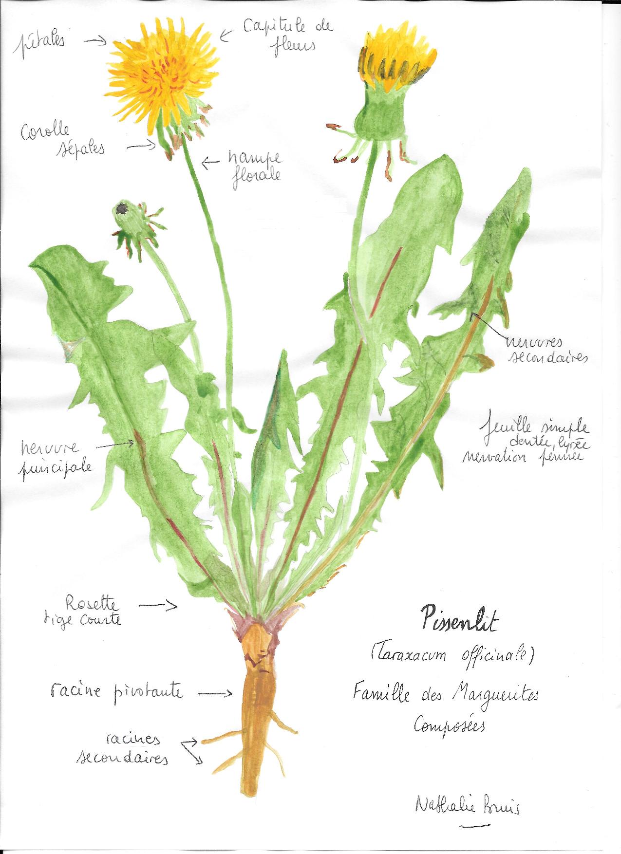 Annexe pissenlit légendé-page-001.jpg