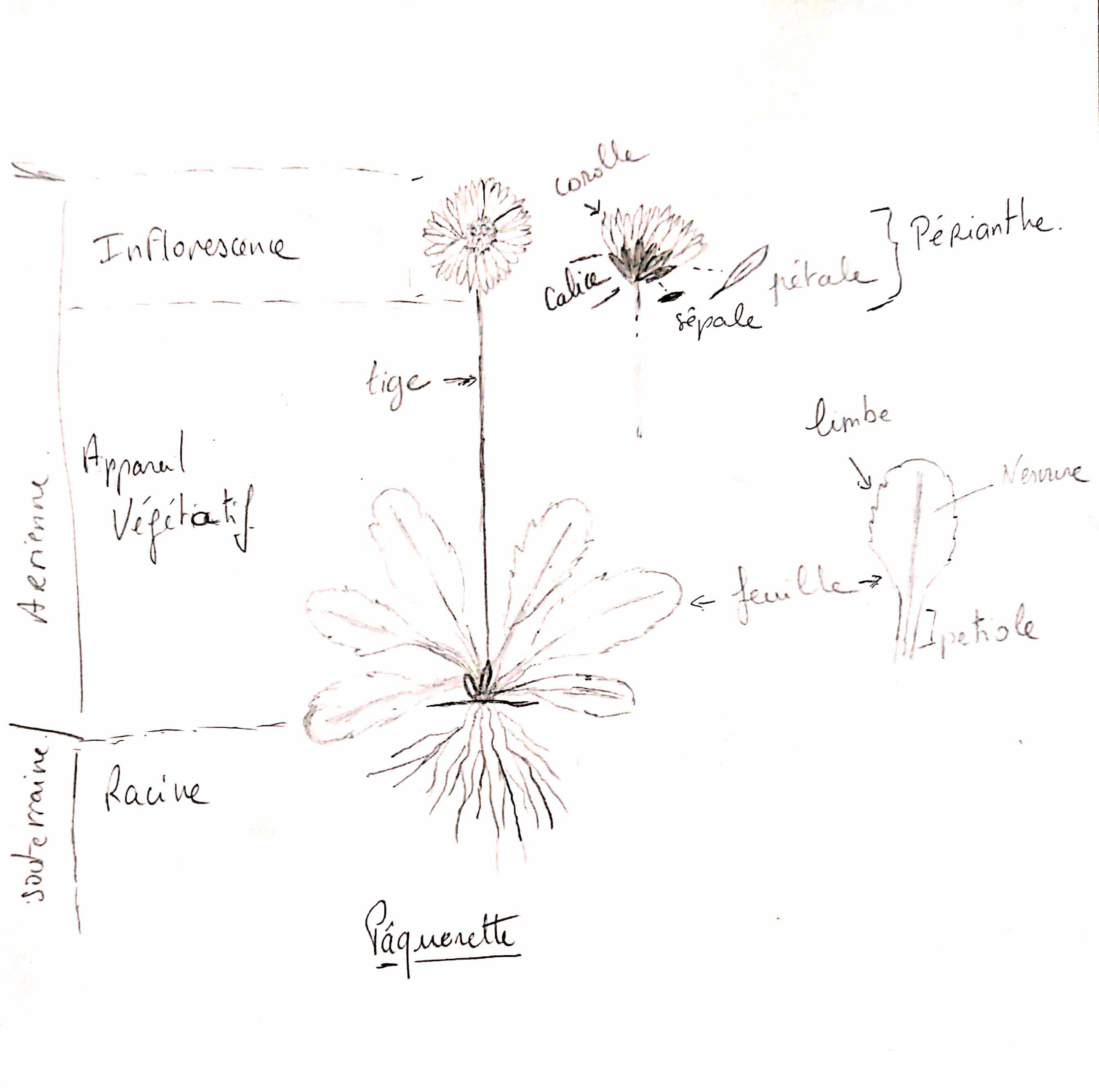 Annexe dessin plante.jpg