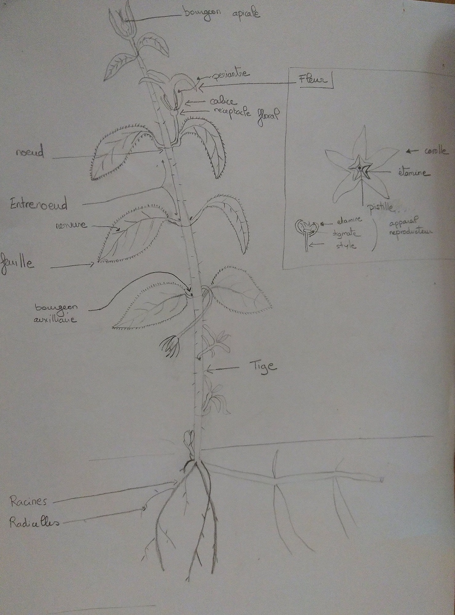 Annexe IMG_20200416_174323.jpg