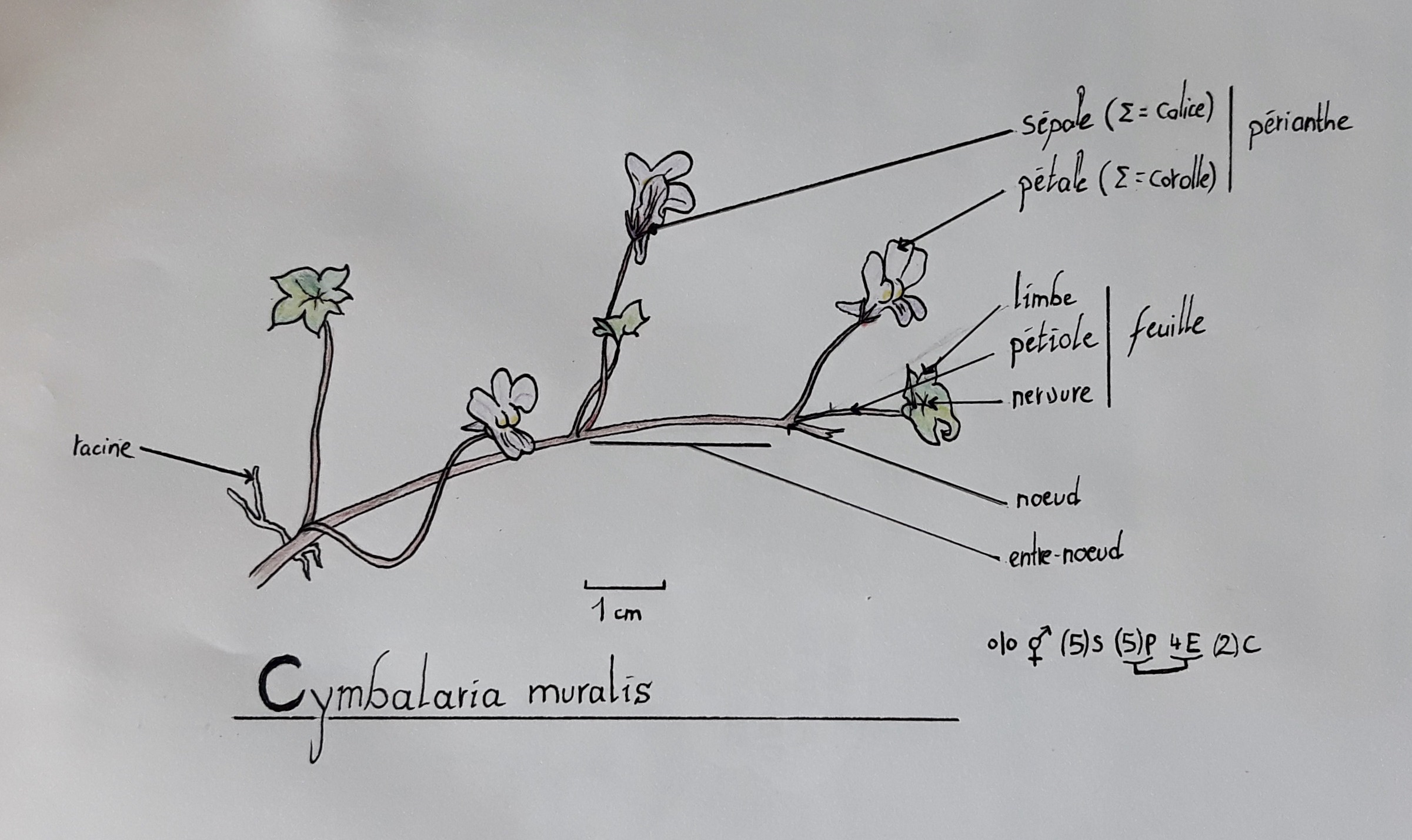 Annexe 20200417_153824.jpeg