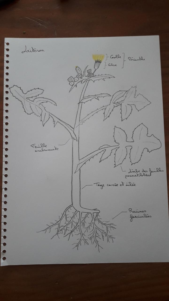 Annexe Laiteron.jpeg