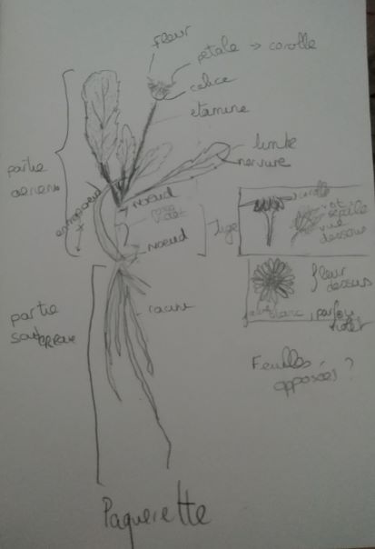 Annexe paquerette.jpg