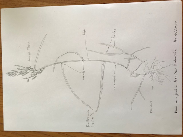Annexe dessin plante sauvage du jardin.jpg