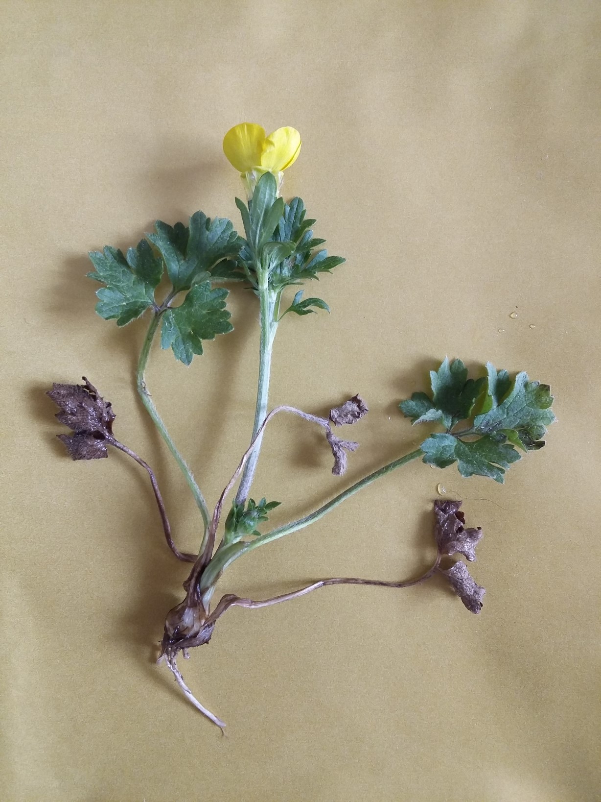 Annexe 20200417_173545-min2.jpg