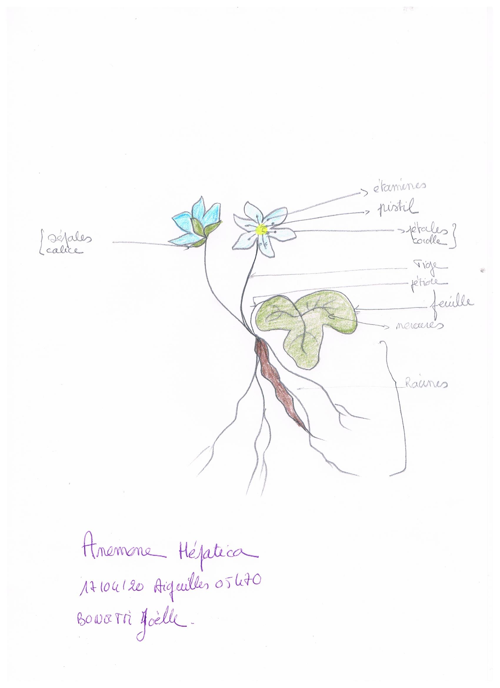 Annexe dessin anemone hepatica.jpeg