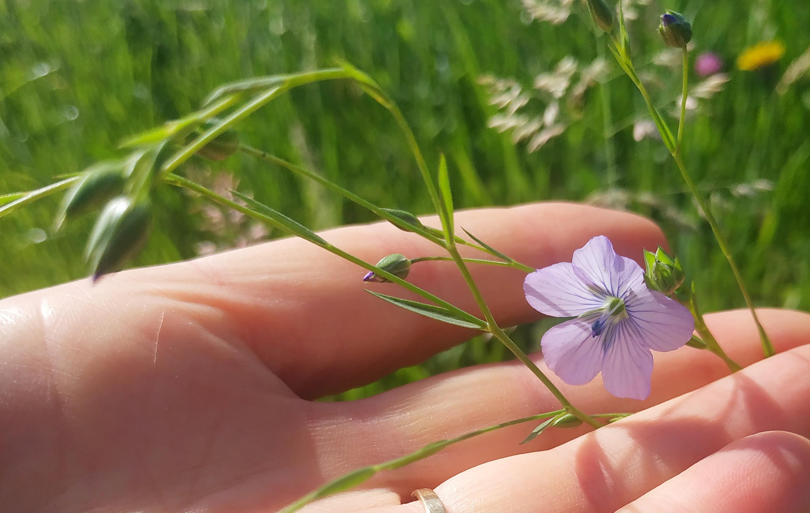 Annexe IMG_20200418_112826.jpg