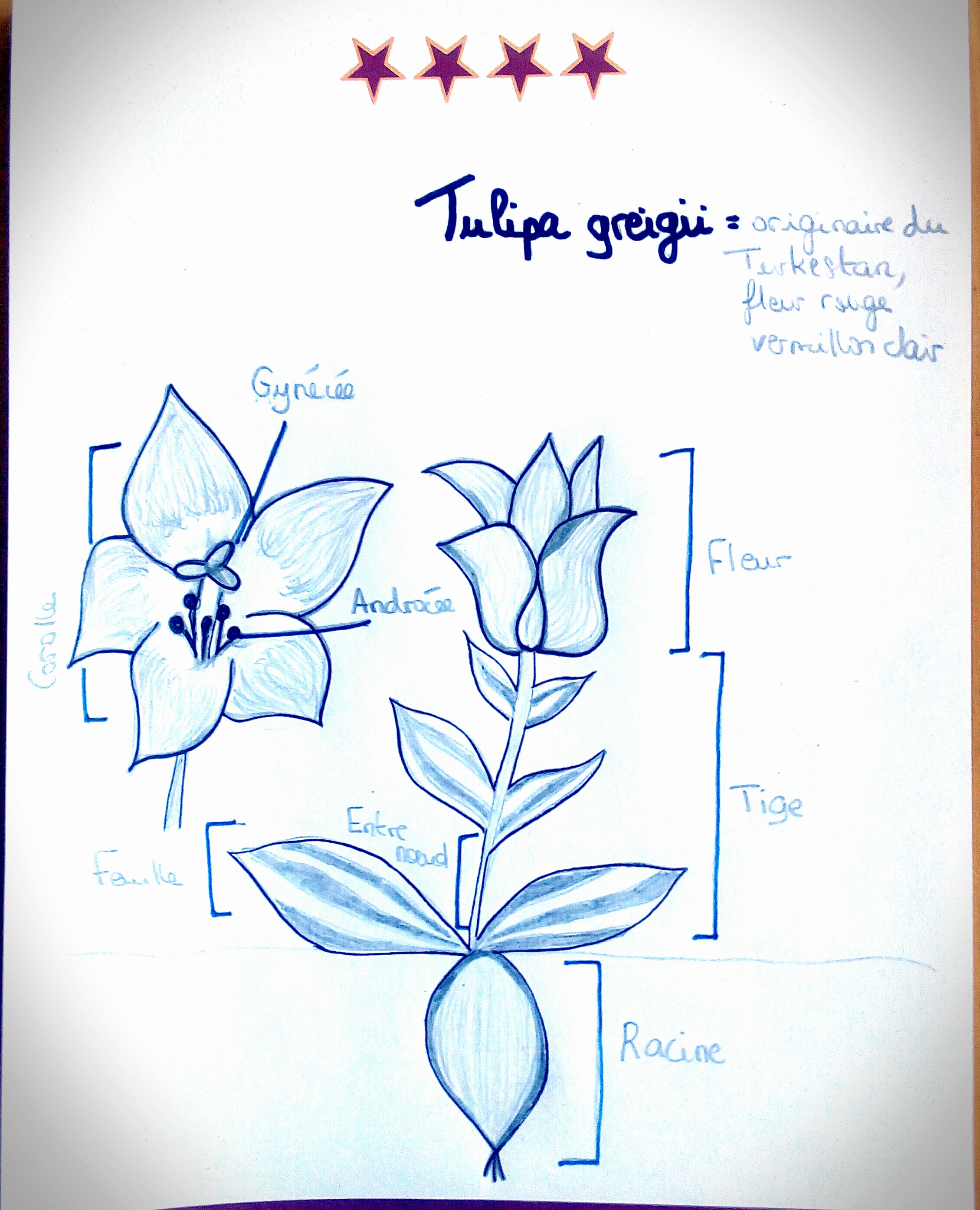 Annexe croquistulipagreigii.jpg
