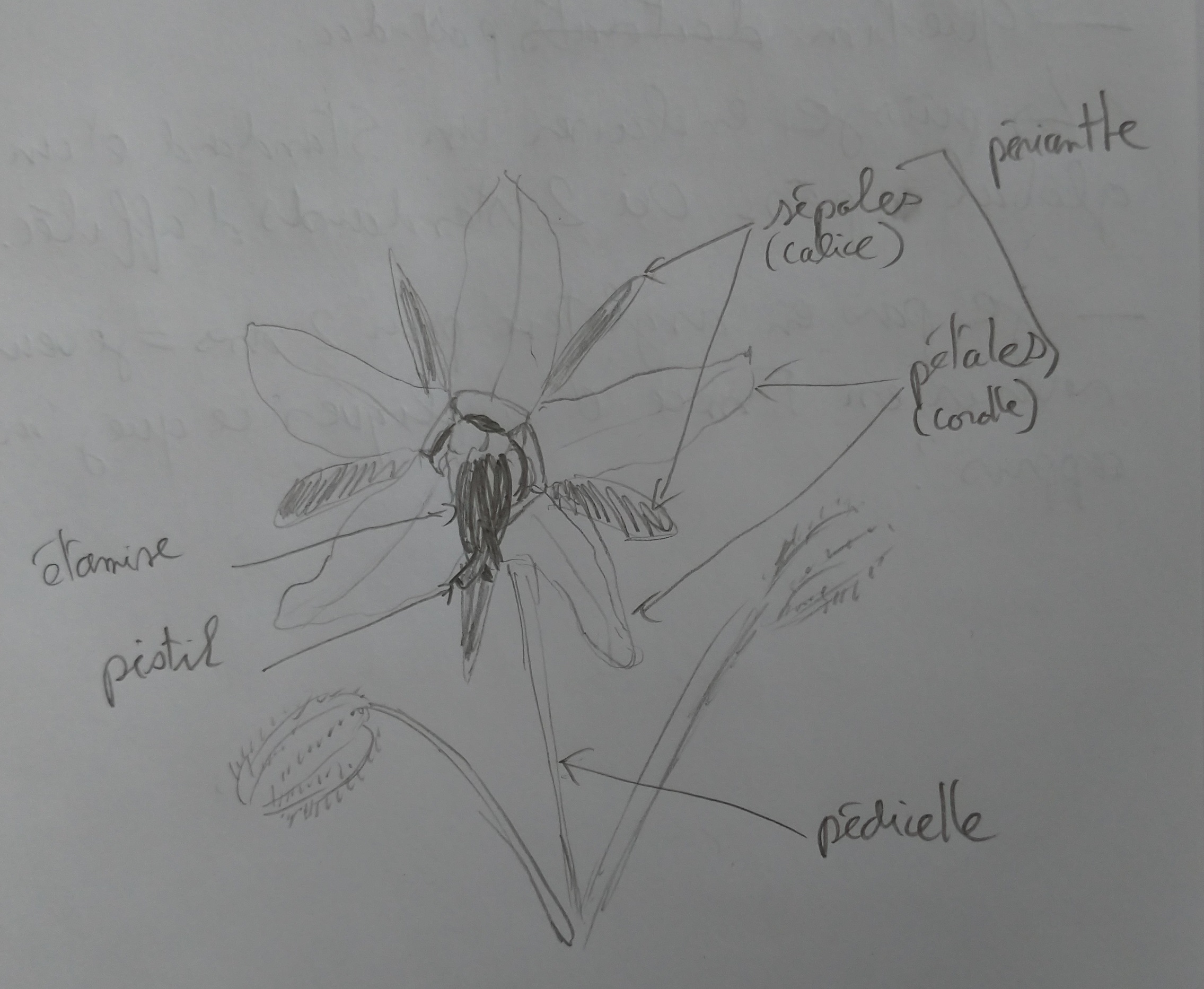 Annexe dessin bourrache.jpg