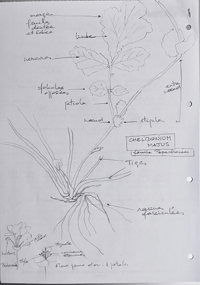 Annexe Chélidoine, petit.jpg