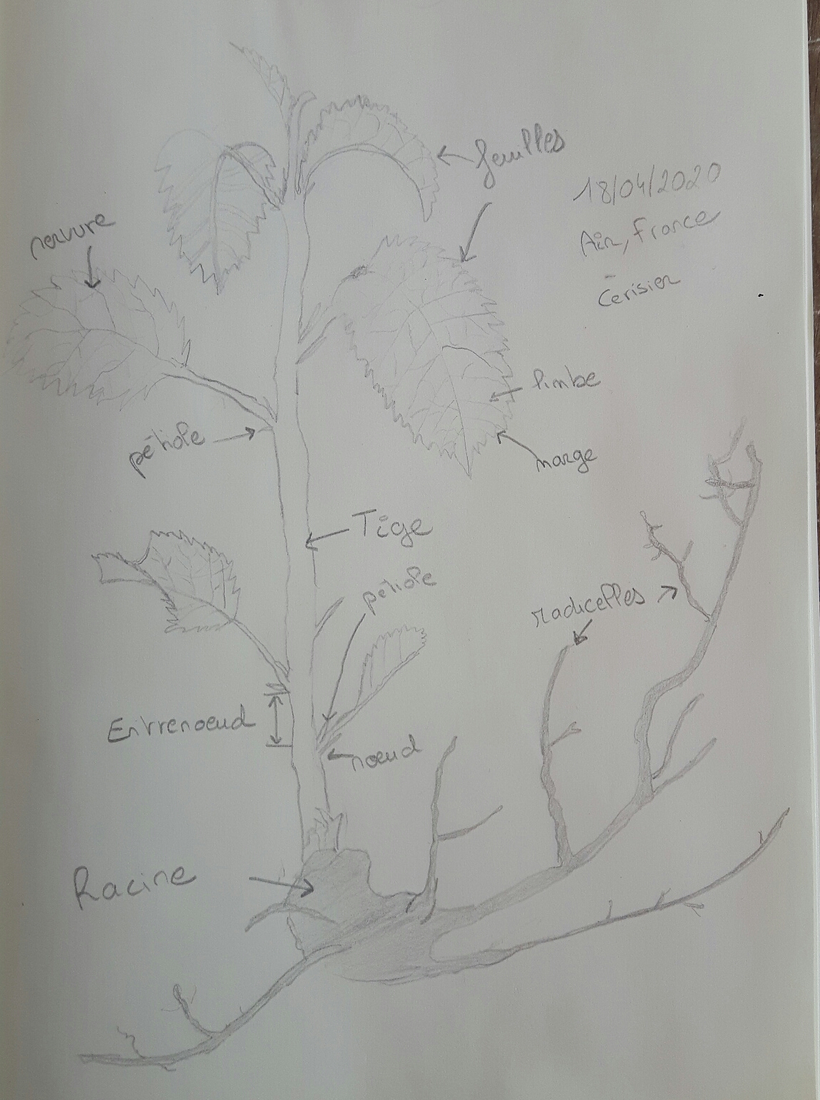 Annexe Croquis cerisier.jpg