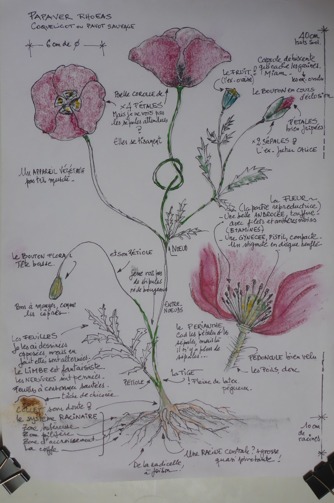 Annexe MonCoquelicot.JPG