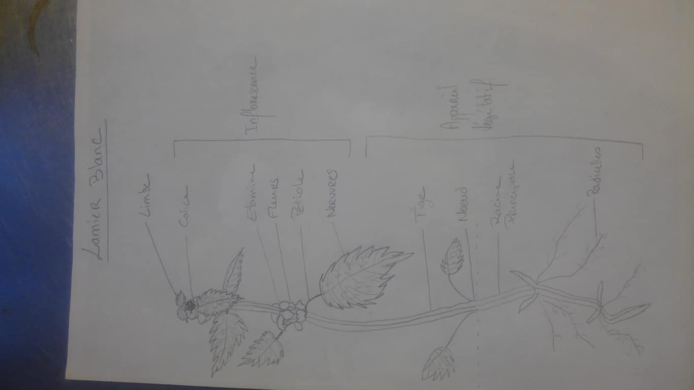 Annexe dessin plante.jpg