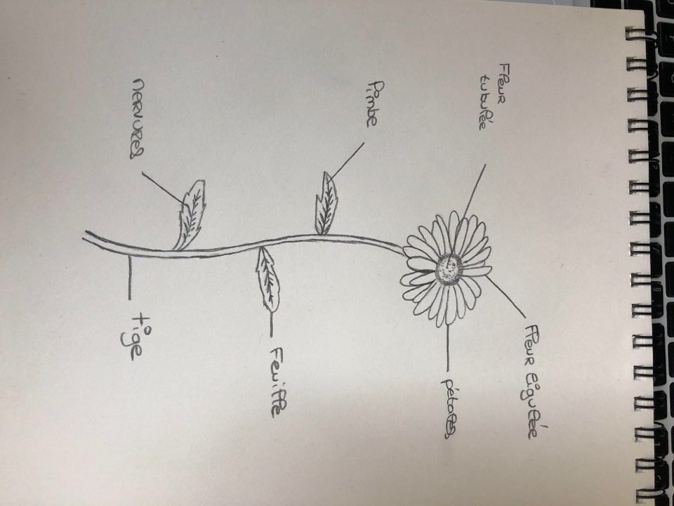 Annexe paquerette.jpg