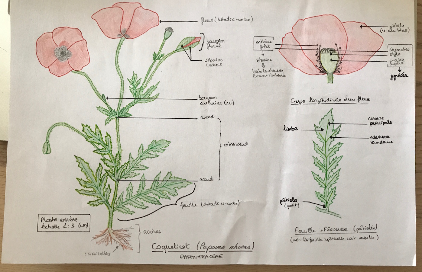 Annexe Papaver rhoeas.jpg