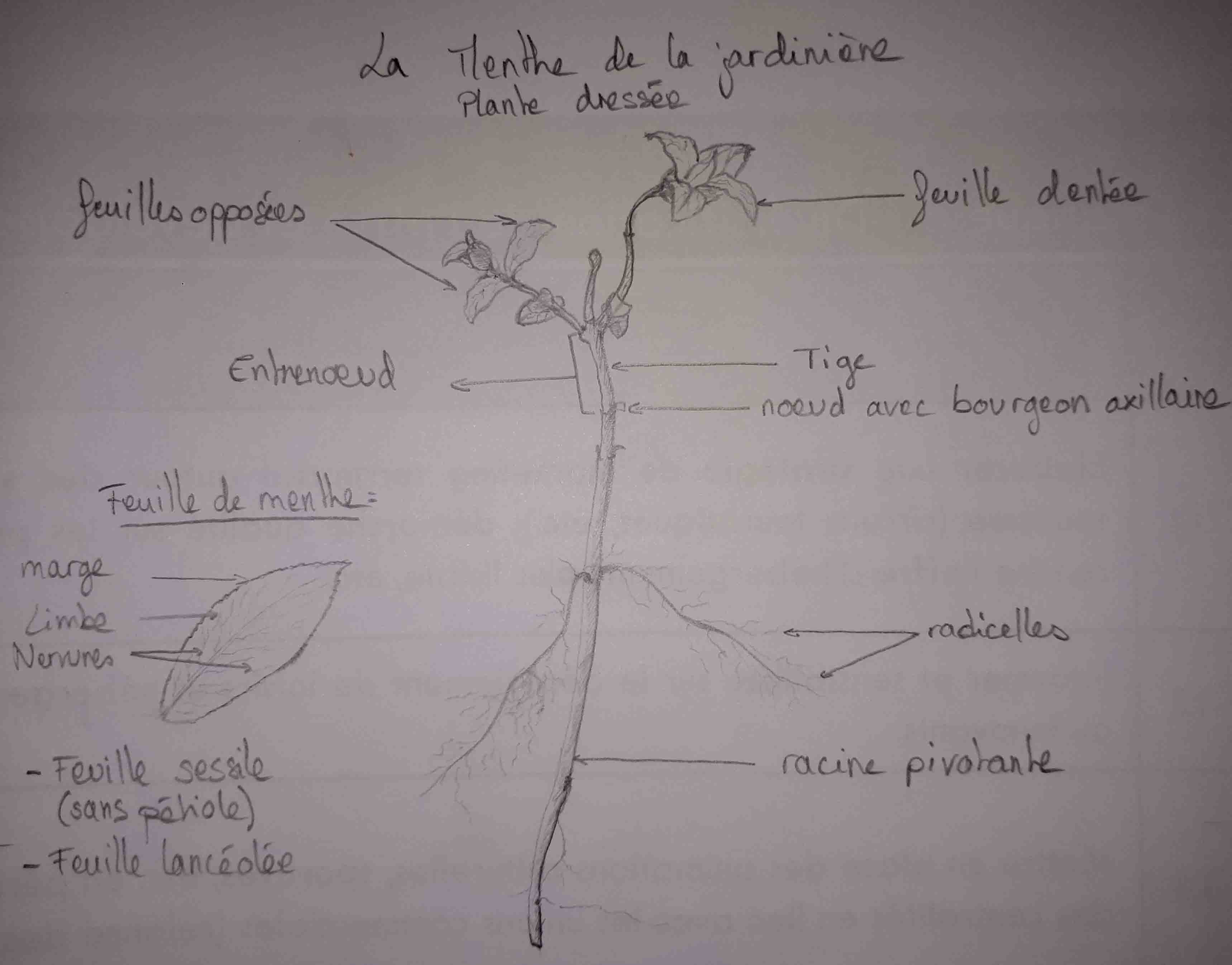 Annexe exo dessin plante.jpg