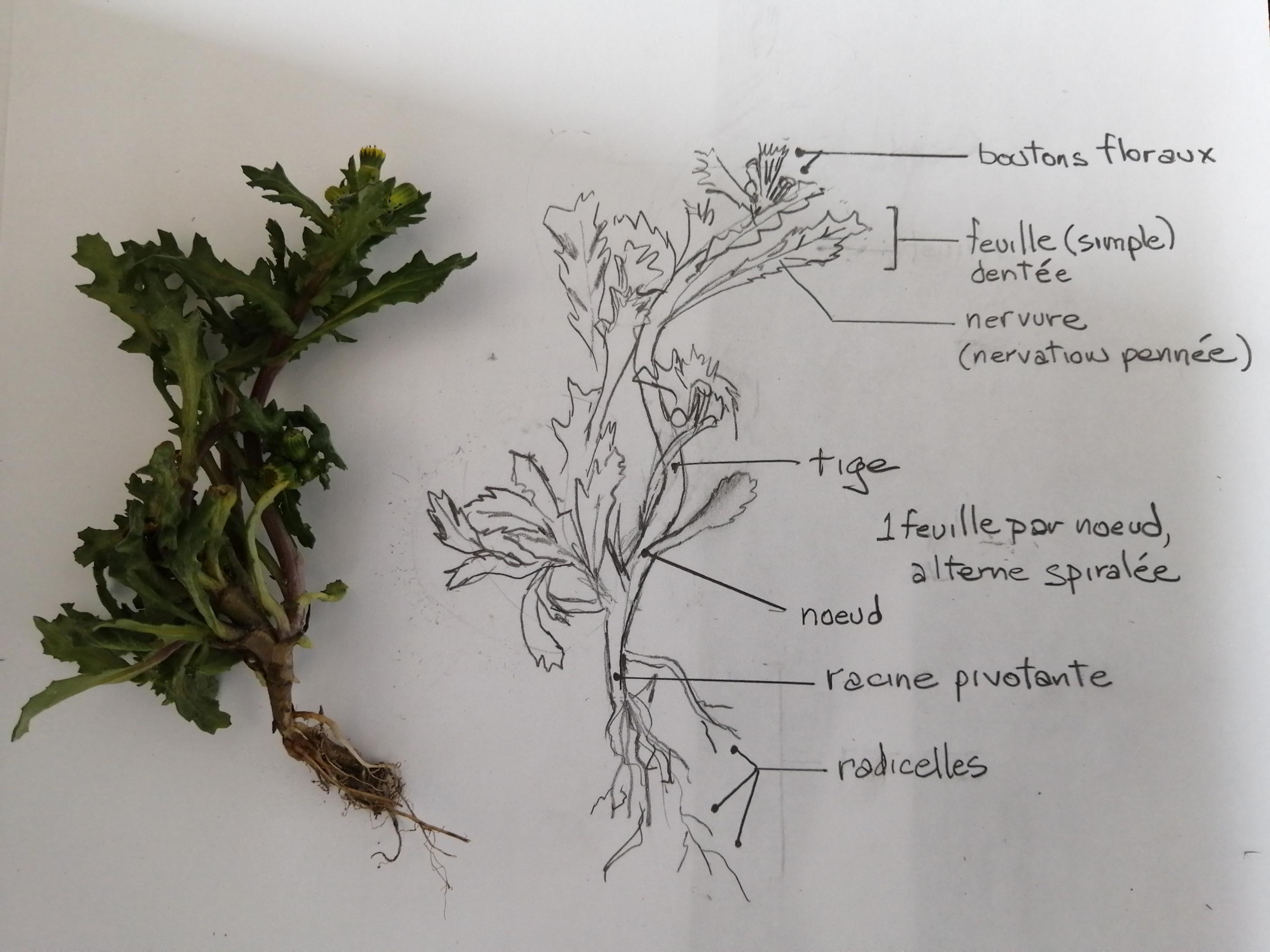 Annexe senecon vulgaris - photo dessin-2816x2112.jpg