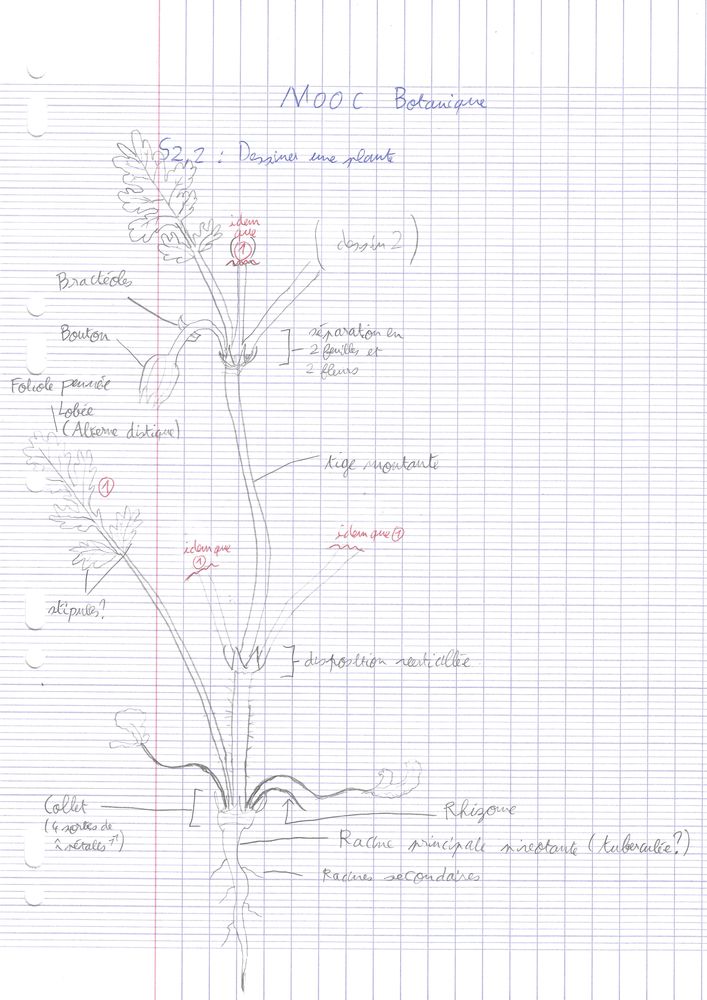Annexe dessin botanique 1.jpg