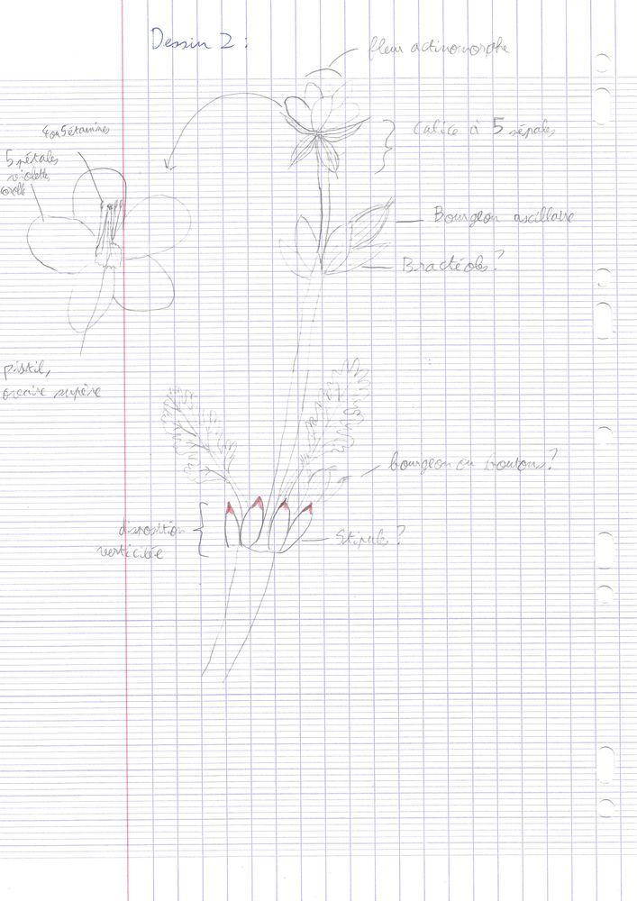 Annexe dessin botanique 2.jpg